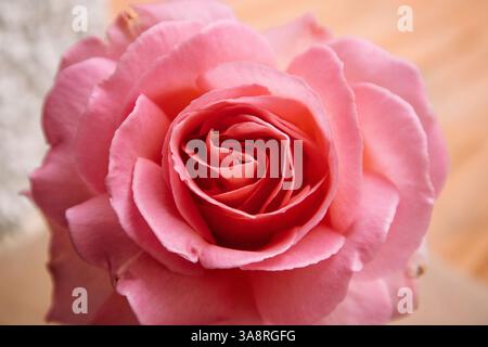 Sanft rosa Rosenknospen mit Wassertropfen aus nächster Nähe. Makroblumenkister, Staubblätter, Blütenblätter. Mit Blumenmotiv. Aromatische Teerose für die kosmetische Herstellung. Stockfoto