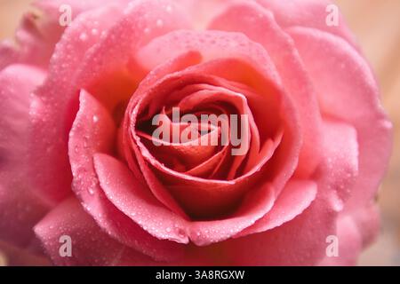 Sanft rosa Rosenknospen mit Wassertropfen aus nächster Nähe. Makroblumenkister, Staubblätter, Blütenblätter. Mit Blumenmotiv. Aromatische Teerose für die kosmetische Herstellung. Stockfoto