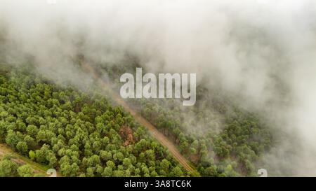 Dicker Nebel bedeckt einen grünen Wald in den Pyrenäen, Katalonien, Spanien. Stockfoto