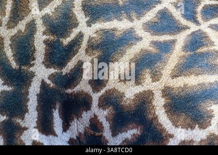 Nahaufnahme des Musters in einer Giraffen-Haut. Stockfoto