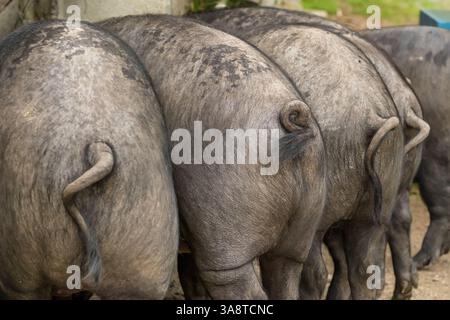 Schwarze iberische Schweine auf einem Bauernhof in den spanischen Pyrenäen im Sommer Stockfoto