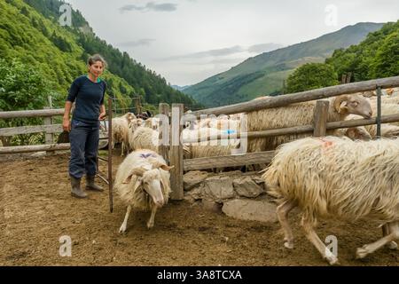 Schaffarm in den Pyrenäen. Käseproduktion in Frankreich Stockfoto