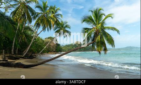 Palmen an einem Strand in Costa Rica zum Meer hin Stockfoto