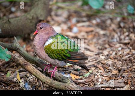 Die gemeine Smaragdtaube (Chalcophaps indica) ist eine Taube, die ein weit verbreiteter Brutvogel ist. Stockfoto