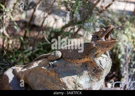 Die Skulptur des östlichen bärtigen Drachen (Pogona barbata) im Healesville Sanctuary (Zoos Victoria) Australien. Stockfoto