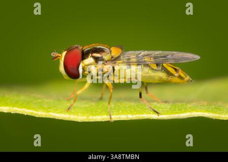 Allographta obliqua diptera auf einem grünen Blatt mit Kopierraum Stockfoto