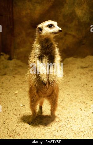 Erdmännchen (Suricata suricatta) stehen auf zwei Füßen. Stockfoto