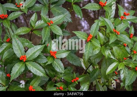 Saihoji Kokedera Moostempel in Kyoto Japan Stockfoto