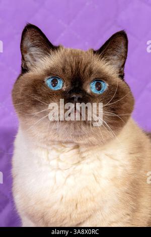 Porträt einer niedlichen Farbpunktkatze auf violettem Hintergrund Stockfoto