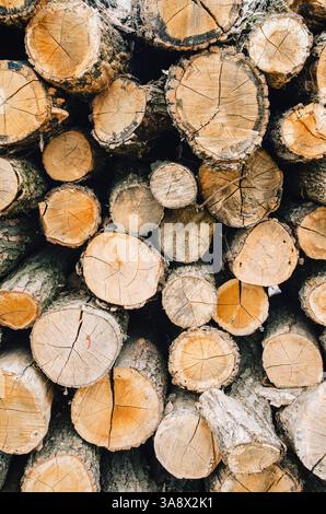 Gestapelte Stämme, die für Brennholz geschnitten wurden Stockfoto