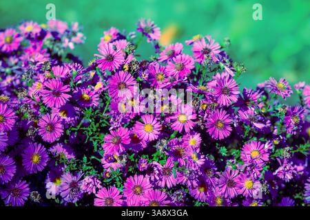 Blühende Aster Amellus im Garten im Herbst. Blumen Natur Hintergrund Stockfoto