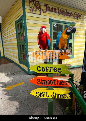Holland, Aruba 11.22.2023 zwei lebendige Papageien, die auf einem bunten Holzschild vor dem Juan Valdez Cafe thronen, werben für Säfte, Kaffee, Smoothies und alkoholfreie Getränke. Stockfoto