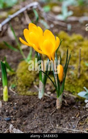 Leuchtende gelbe Krokusblüten tauchen im üppigen Garten auf, wenn der frühe Frühling kommt. Frische grüne Blätter umgeben die zarten Blüten, Showcasi Stockfoto