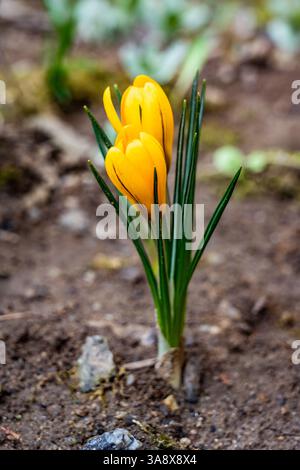 Gelbe Krokusblüten entstehen aus sattem, dunklem Boden in einem Frühlingsgarten. Ihre leuchtenden Blütenblätter entfalten sich unter warmem Sonnenlicht und signalisieren die Ankunft wärmer Stockfoto