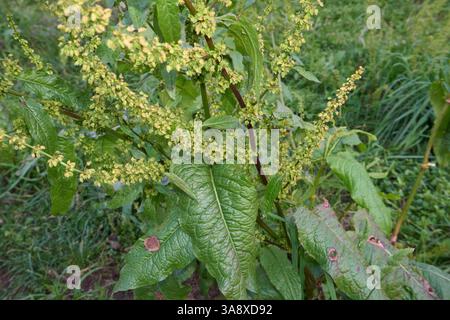 Rumex obtusifolius Pflanze aus nächster Nähe Stockfoto