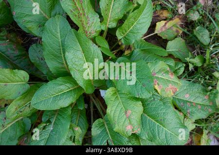 Rumex obtusifolius Pflanze aus nächster Nähe Stockfoto