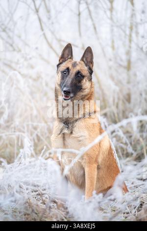 Belgischer Schäferhund - Malinois, sitzender gehorsamer Arbeitshund in kalter Winternatur Stockfoto