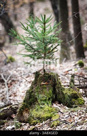 Junge Fichte wächst aus dem Baumstumpf. Naturdetails aus tiefem Wald. Pflanzen neuer Bäume oder neues Lebenskonzept. Die Natur der Tschechischen republik. Stockfoto