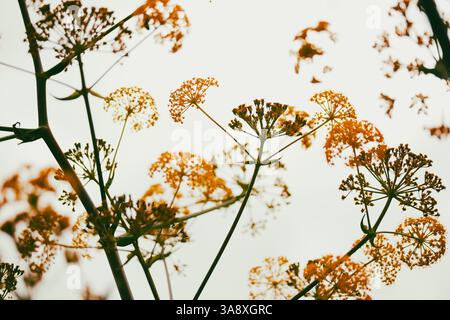 Ferula stinking oder Kavrak (Ferula assa-foetida) mehrjährige Pflanze, Gattung Ferula der Familie Apiaceae. Hellgelbe Blumen blühen auf hellem Hintergrund Stockfoto