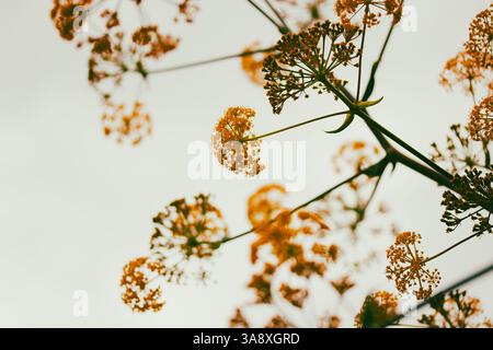 Ferula stinking oder Kavrak (Ferula assa-foetida) mehrjährige Pflanze, Gattung Ferula der Familie Apiaceae. Hellgelbe Blumen blühen auf hellem Hintergrund Stockfoto