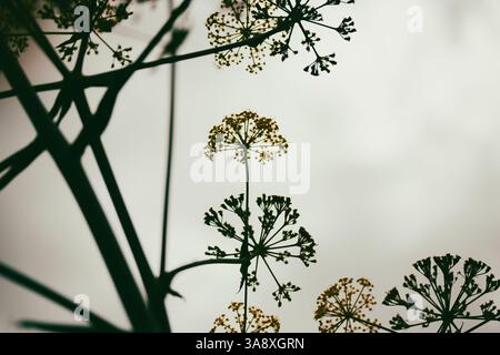 Ferula stinking oder Kavrak (Ferula assa-foetida) mehrjährige Pflanze, Gattung Ferula der Familie Apiaceae. Hellgelbe Blumen blühen auf hellem Hintergrund Stockfoto