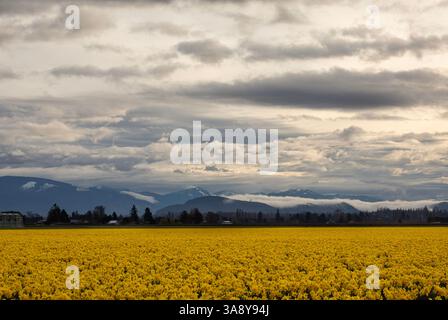 WA28217-00...WASHINGTON - Bewölkter Morgen und helle Narzissen blühen auf einem Feld nahe Mount Vernon. Stockfoto