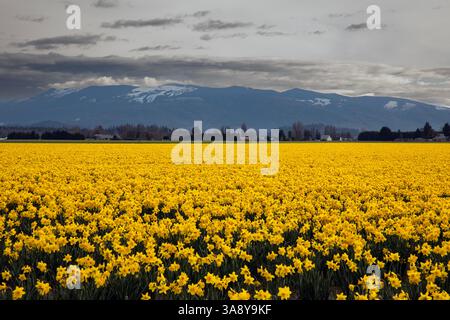 WA28218-00...WASHINGTON - Bewölkter Morgen und helle Narzissen blühen auf einem Feld nahe Mount Vernon. Stockfoto