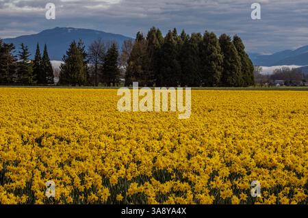 WA28220-00...WASHINGTON - Feld der leuchtend gelben Narzissen, ein Zeichen des Frühlings in den Skagit Flats bei Mount Vernon. Stockfoto
