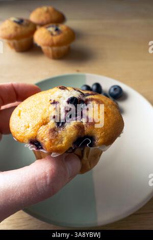 Eine Person hält einen Heidelbeermuffin über dem Teller. Im Hintergrund befinden sich drei weitere Blaubeermuffins Stockfoto