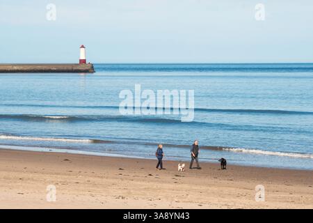 Ein paar Wanderhunde am Spittal Beach, Northumberland, England, Großbritannien Stockfoto
