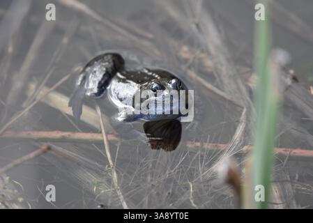 Smiling Common Frog (Rana temporaria) mit Blick in die Kamera, Kopf und Oberteil des Körpers über dem Teichwasser und Beine unter Wasser sichtbar, aufgenommen in Großbritannien Stockfoto