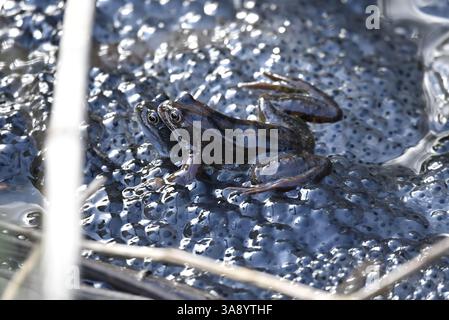 Blick von oben auf ein Paarungspaar gemeiner Frösche (Rana temporaria) zwischen sonnendurchfluteten Froschlaichen, aufgenommen in Wales, Großbritannien im Frühjahr Stockfoto