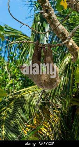 Ein Faultier im Nationalpark Cahuita Costa Rica Stockfoto