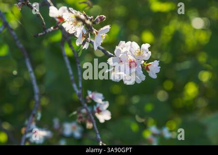 Zarte Mandelblüten mit weißen Blüten und rosa Mittelpunkten blühen auf einem schlanken Zweig. Stockfoto