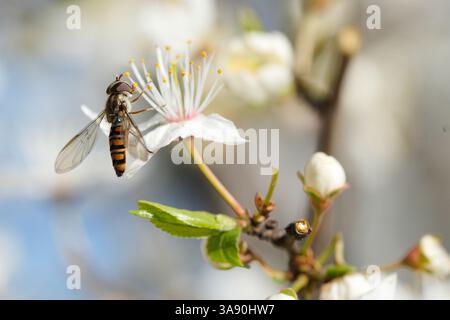 Warschau, Polen. März 2025. Eine Marmelade Hoverfly poleniert am 28. März 2025 einen Pflaumenbaum A in Warschau, Polen. (Foto: Jaap Arriens/SIPA USA) Credit: SIPA USA/Alamy Live News Stockfoto