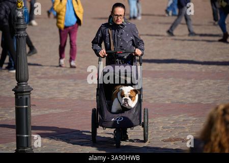 Warschau, Polen. März 2025. Am 28. März 2025 wird eine Frau mit einer Olde English Bulldogge in einem Buggy in Warschau, Polen, gesehen. (Foto: Jaap Arriens/SIPA USA) Credit: SIPA USA/Alamy Live News Stockfoto
