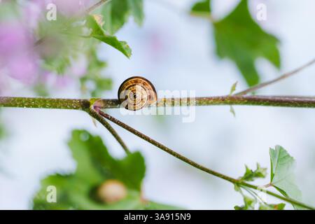 Die gestreifte Schnecke ruht leise auf einem dünnen Stiel, umgeben von Blättern. Stockfoto