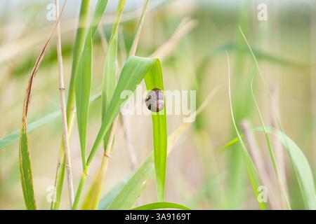 Die Schnecke ruht leise auf einem hohen Grashalm zwischen wankendem Schilf. Stockfoto