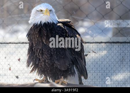 Weißkopfseeadler in Gefangenschaft Stockfoto