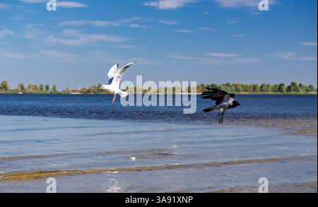 Kontrast in der Natur, zwei Vögel im Flug: Weiße Möwe und Schwarze Krähe über den Gewässern des Sees. Gegensätze im Flug: Schwarze und Weiße Vögel über dem Geplätschern Stockfoto