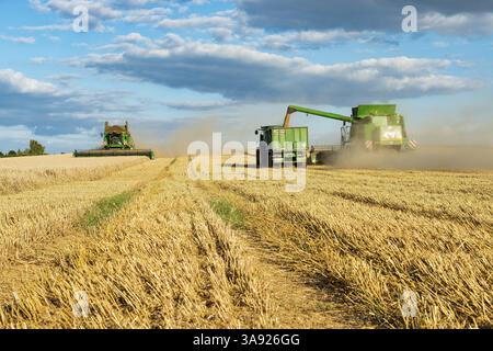 Mähdrescher erntet Weizen und entlädt Getreide auf Traktor mit Anhänger, endloses Maisfeld, blauer Himmel mit Kumuluswolken, Saalekreis, Sachsen- Stockfoto