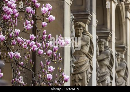 Magnolienblüte in Stuttgart. Magnolien (Magnolien) blühen im Frühling in der ganzen Stadt. Stuttgart, Baden-Württemberg, Deutschland, Europa Stockfoto