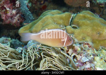 Rosafarbener Clownfisch, Kragen-Anemonenfisch (Amphiprion perideraion), Schwimmen in der Nähe einer Anemone in einem Korallenriff, Tauchplatz Coral Garden, Menjangan, Bal Stockfoto