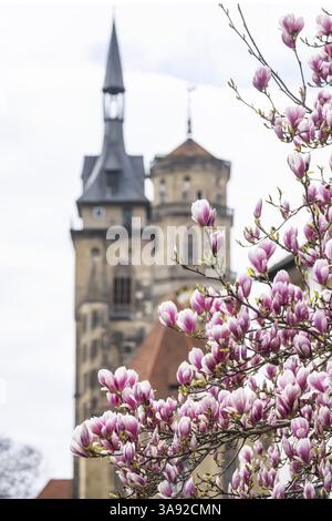 Magnolienblüte in Stuttgart. Magnolien blühen im Frühjahr auf dem Schlossplatz vor den beiden Türmen der historischen Stiftskirche. Stut Stockfoto