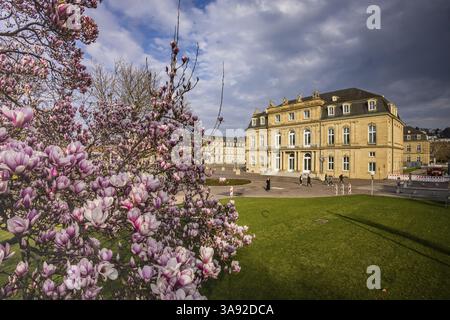 Magnolienblüte in Stuttgart. Im Frühjahr blühen in der Stadt Magnolien, wie hier auf dem Schlossplatz vor dem Neuen Schloss. Stut Stockfoto