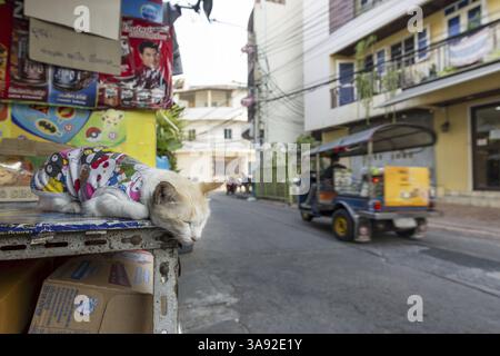 Schlummernde und zufriedene Hauskatze (Felis catus) mit Körper, Bangkok, Thailand, Asien Stockfoto