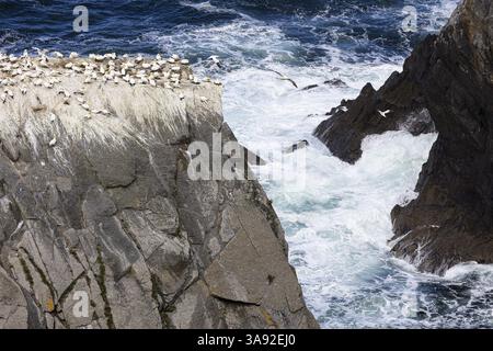 Nördliche Tölpel (Morus bassanus), Kolonie auf einem Felsvorsprung über abgehackten Meeren, Shetland Islands, Großbritannien Stockfoto