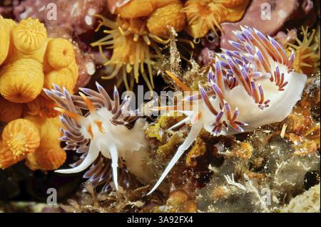 Nahaufnahme von zwei Exemplaren von Zugfadenschnecke (Cratena peregrina) Fadenschnecke Nacktschnecke Hind Gill, Mittelmeer Stockfoto