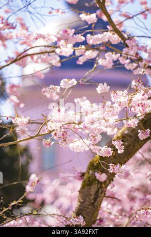 Blühende Kirschblüte vor einem rosafarbenen Gebäude im Hintergrund, Kirschblütengarten, Schloss Schwetzingen, Deutschland, Europa Stockfoto