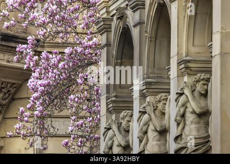Magnolienblüte in Stuttgart. Magnolien (Magnolien) blühen im Frühling in der ganzen Stadt. Stuttgart, Baden-Württemberg, Deutschland, Europa Stockfoto